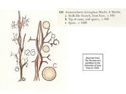 Attēlu rezultāti vaicājumam “Cribraria rubiginosa stalked”