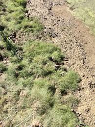 Attēlu rezultāti vaicājumam “Stuckenia pectinata”