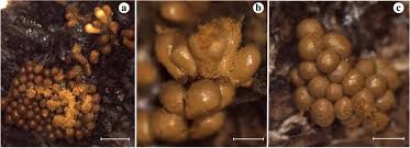 Attēlu rezultāti vaicājumam “Stemonitopsis gracilis young”
