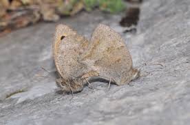 Attēlu rezultāti vaicājumam “Hyponephele lycaon”