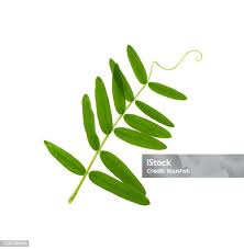 Attēlu rezultāti vaicājumam “Vicia cracca leaf”