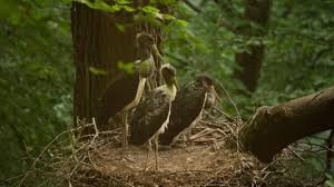 Attēlu rezultāti vaicājumam “Ciconia nigra nest”