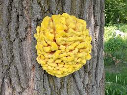 Attēlu rezultāti vaicājumam “Laetiporus sulphureus”