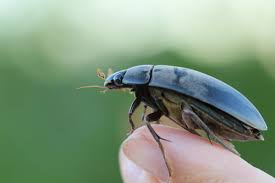 Attēlu rezultāti vaicājumam “Hydrophilidae”