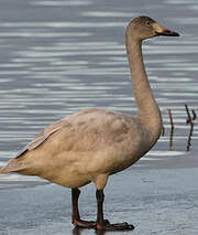 Attēlu rezultāti vaicājumam “Cygnus columbianus adult”