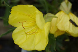 Image result for Oenothera odorata