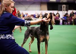 Image result for Carlisle BloodHounds