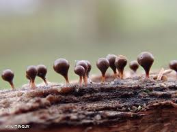 Attēlu rezultāti vaicājumam “Trichia decipiens”