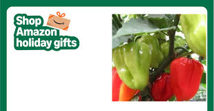 Afbeeldingsresultaat voor aji dulce sweet pepper