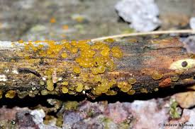 Attēlu rezultāti vaicājumam “Dacrymyces stillatus”