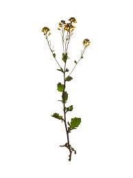 Attēlu rezultāti vaicājumam “Cardamine amara leaf”