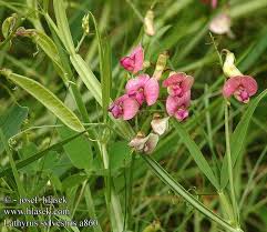 Attēlu rezultāti vaicājumam “Lathyrus sylvestris fruit”