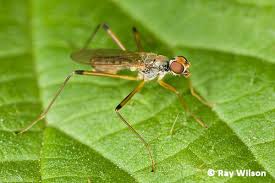 Attēlu rezultāti vaicājumam “Micropezidae”