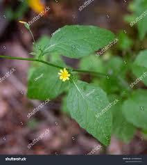 Attēlu rezultāti vaicājumam “Lapsana communis flower”