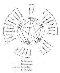 Attēlu rezultāti vaicājumam “Populus x petrowskyana”