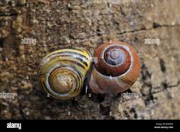 Attēlu rezultāti vaicājumam “Cepaea hortensis”