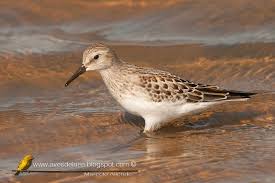 Image result for Calidris bairdii