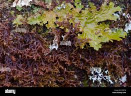 Attēlu rezultāti vaicājumam “Frullania fragilifolia”