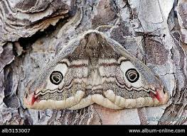 Attēlu rezultāti vaicājumam “Saturnia pavonia female”