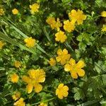 Attēlu rezultāti vaicājumam “Ranunculus lanuginosus leaf”