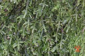 Attēlu rezultāti vaicājumam “Neckera complanata”