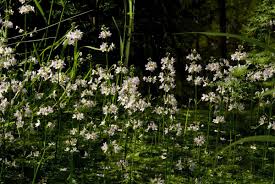 Attēlu rezultāti vaicājumam “Hottonia palustris flower”