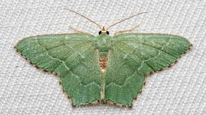 Attēlu rezultāti vaicājumam “Hemithea aestivaria”