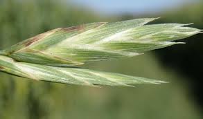 Attēlu rezultāti vaicājumam “Bromopsis benekenii”