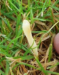 Attēlu rezultāti vaicājumam “Clavaria straminea”