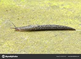 Attēlu rezultāti vaicājumam “Limax maximus”