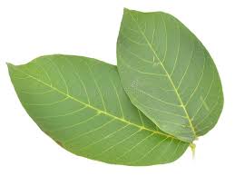 Attēlu rezultāti vaicājumam “Juglans regia leaf”