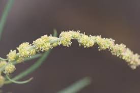 Attēlu rezultāti vaicājumam “Atriplex littoralis”