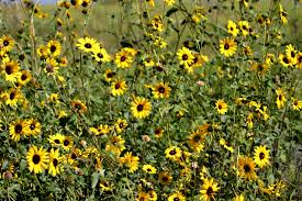Attēlu rezultāti vaicājumam “Helianthus annuus”
