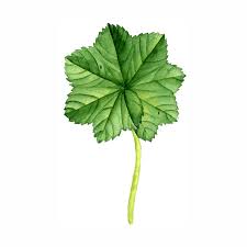 Attēlu rezultāti vaicājumam “Alchemilla vulgaris aggr. leaf”