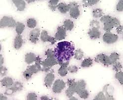 Attēlu rezultāti vaicājumam “Pseudobryum cinclidioides cells”