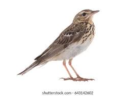 Attēlu rezultāti vaicājumam “Anthus trivialis”