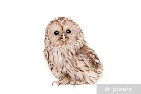 Attēlu rezultāti vaicājumam “Strix uralensis”