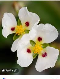 Attēlu rezultāti vaicājumam “Sagittaria sagittifolia flower”