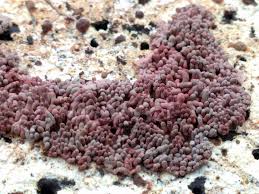 Attēlu rezultāti vaicājumam “Arcyria stipata”