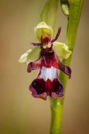 Attēlu rezultāti vaicājumam “Ophrys insectifera leaf”