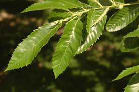 Attēlu rezultāti vaicājumam “Licea castanea macro”