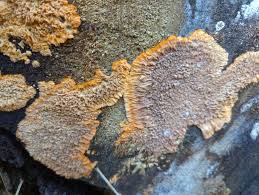 Attēlu rezultāti vaicājumam “Sarcoporia polyspora”