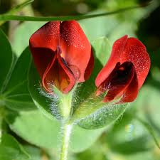 Image result for Lotus tetragonolobus