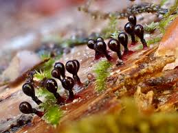 Attēlu rezultāti vaicājumam “Trichia botrytis var. cerifera stalked”