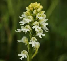 Attēlu rezultāti vaicājumam “Orchis ustulata flower”