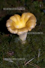 Attēlu rezultāti vaicājumam “Cantharellus cibarius”