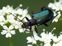 Attēlu rezultāti vaicājumam “Gaurotes virginea”