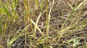 Attēlu rezultāti vaicājumam “Bromopsis inermis fruit”