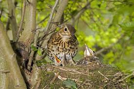 Attēlu rezultāti vaicājumam “Turdus philomelos juvenile”
