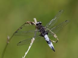 Attēlu rezultāti vaicājumam “Libellula fulva male”